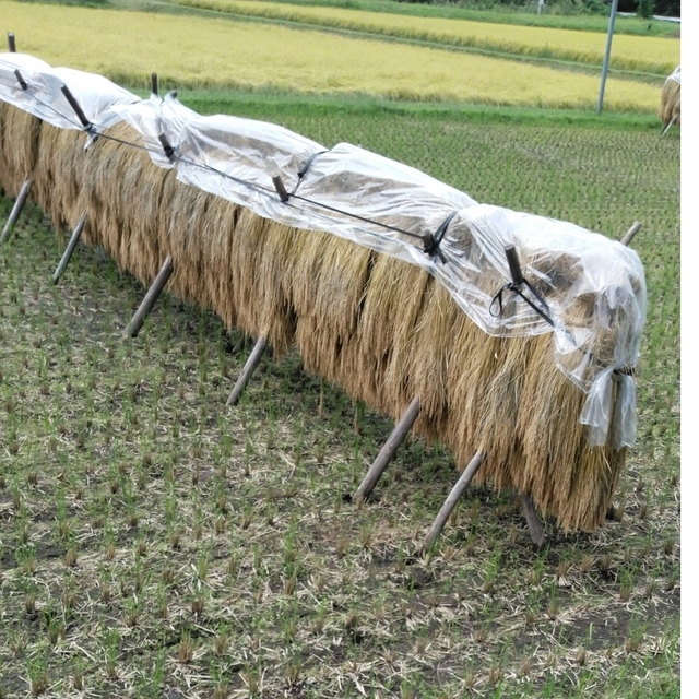 令和4年産栃木県特一等米コシヒカリ30キロ玄米、無農薬にて作り上げたお米になりま　米/穀物