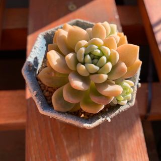 多肉植物 メイプルハニーの通販 by しずくのお店|ラクマ