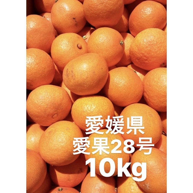 愛媛県産　愛果28号　柑橘　10kg食品/飲料/酒