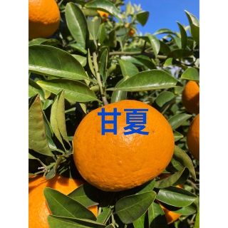 甘夏♪八朔♪せとか♪  詰め合わせ♬(フルーツ)