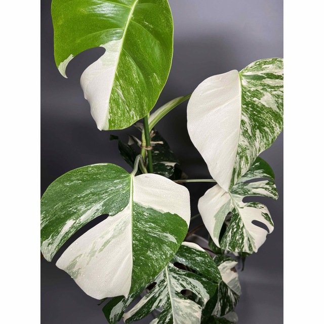 モンステラ　斑入り ホワイトタイガー Monstera borsigiana 3