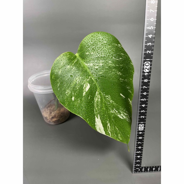 モンステラ　斑入り ホワイトタイガー Monstera borsigiana 3