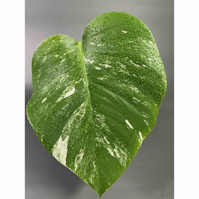 モンステラ　斑入り ホワイトタイガー Monstera borsigiana 3