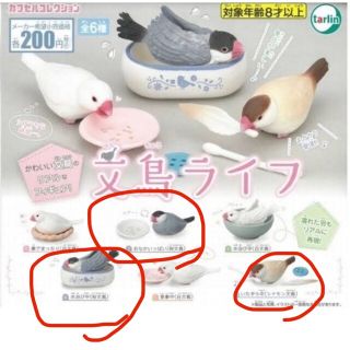 文鳥ライフ 桜文鳥とシナモン文鳥 全部で4羽(その他)