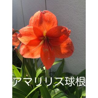 アマリリス球根その4(その他)