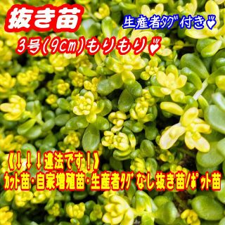 【抜き苗】斑入りタイトゴメ 3号モリモリ！多肉植物 セダ(その他)