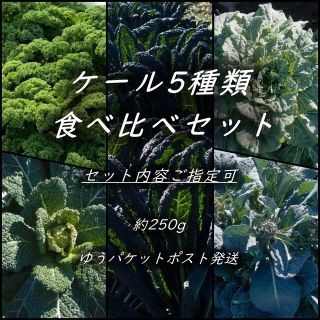 ケール5種類　食べ比べセット　約250g　ゆうパケットポスト発送(野菜)