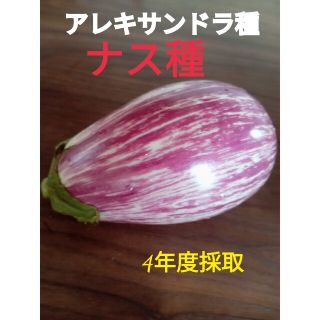 レアな　なす種アレキサンドラ(野菜)