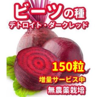 ビーツの種デトロイトダークレッド【150粒以上】★無農薬栽培の種・増量サービス中(野菜)