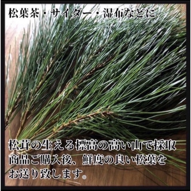 【大容量3kg】天然 松葉 松の葉 松茸の産地 赤松　松葉茶