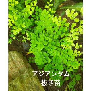 アジアンタム　観葉植物　根付き苗(プランター)