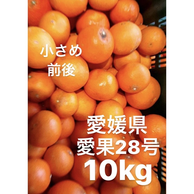 愛媛県産 愛果28号 柑橘 10kgの通販 by sari's shop｜ラクマ
