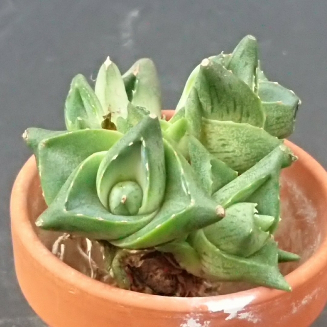 プミラ 大小合わせて7本の群生株 抜き苗 ハンドメイドのフラワー/ガーデン(その他)の商品写真