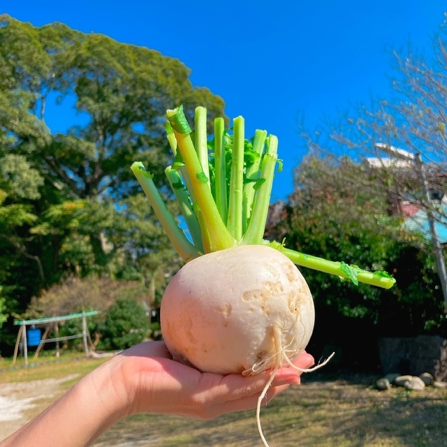 ★10種類の乾燥野菜MIX100g★ 自然の美味しさ100%！ 無添加 無着色 食品/飲料/酒の食品(野菜)の商品写真