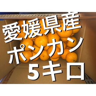 愛媛県産ポンカン5キロ(フルーツ)