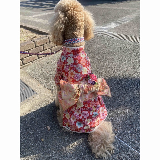 犬服　大型犬用　着物　振袖犬服