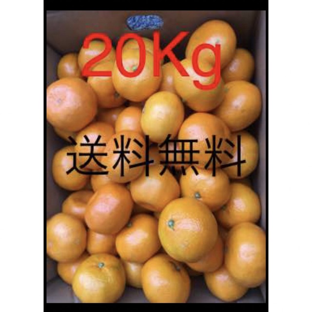 和歌山県 訳あり傷あり有田みかん約20キロ