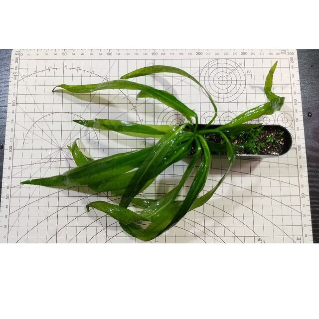 【水中葉】水草5種セット【無農薬】 2