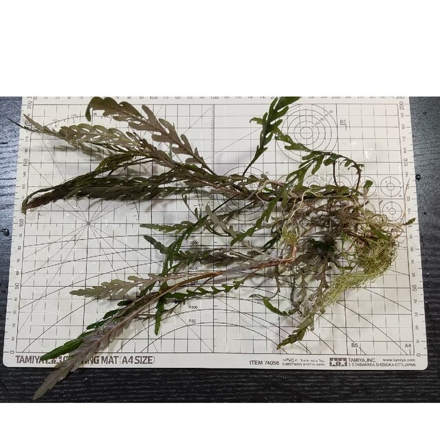 【水中葉】水草5種セット【無農薬】 4