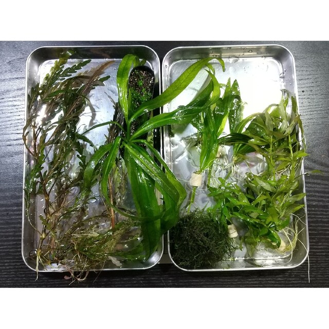 水草）ニューラージパールグラス（水中葉）（無農薬）（１０本） - 水草