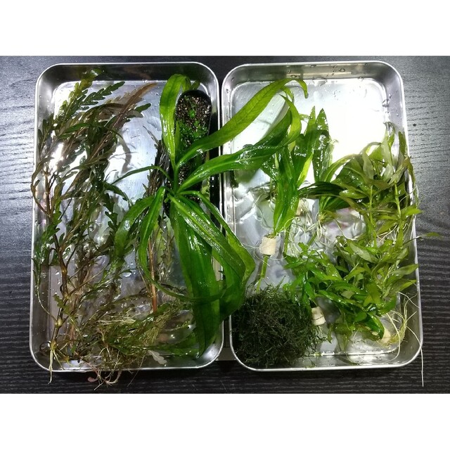 【水中葉】水草5種セット【無農薬】