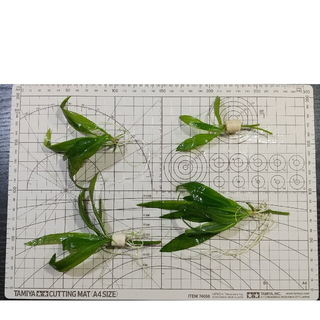 【水中葉】水草5種セット【無農薬】 3