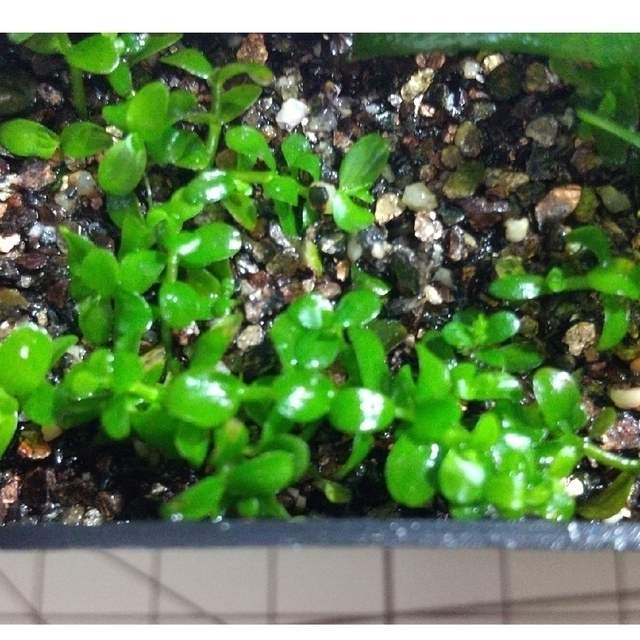 【水中葉】水草5種セット【無農薬】 6