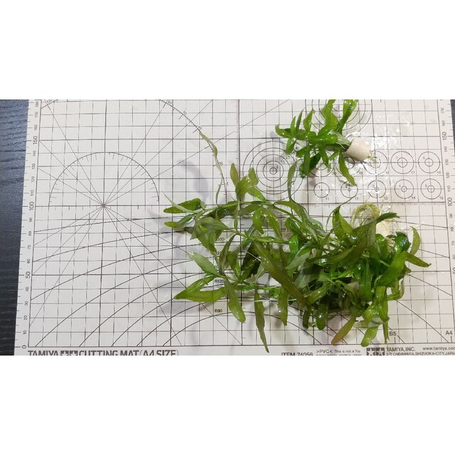 【水中葉】水草5種セット【無農薬】 5
