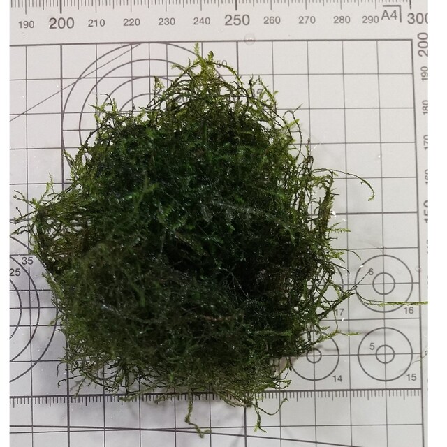 【水中葉】水草5種セット【無農薬】 7