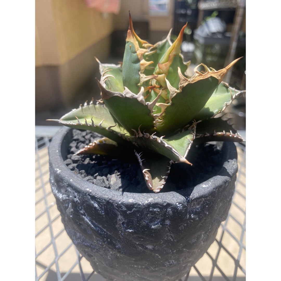 【AGAVE SALE】アガベ　チタノタ レッドキャットウィーズル　強棘裏棘赤猫