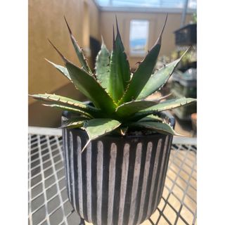 【AGAVE SALE】厳選株　アガベ　ホリダ　強棘　B(その他)