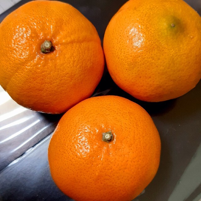 べにばえ　2㎏　柑橘 食品/飲料/酒の食品(フルーツ)の商品写真
