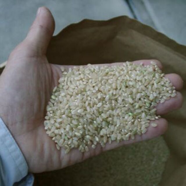 玄米24kg（8㎏×3）令和４年産新米ミルキークイーン　精米・分搗き精米対応