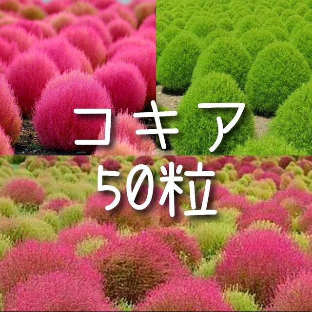 【コキアのタネ】50粒 種子 種 ホウキグサ 花 ハンドメイドのフラワー/ガーデン(その他)の商品写真