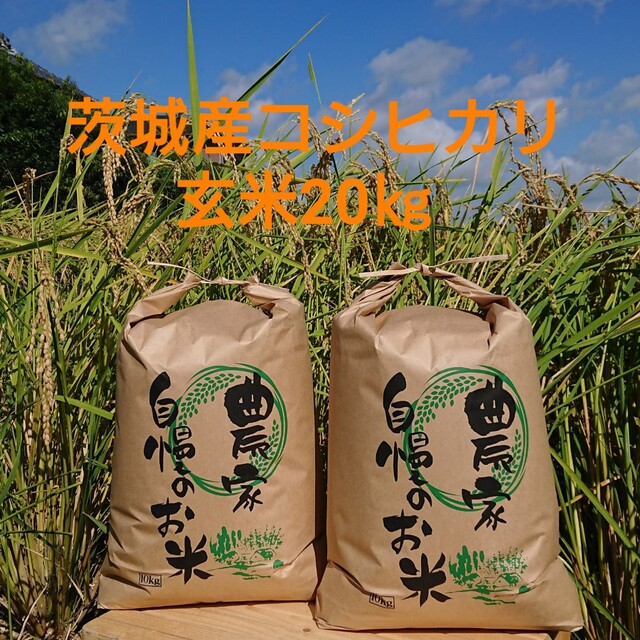 米/穀物茨城令和4年産コシヒカリ玄米20㎏