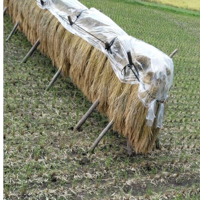 令和4年産、栃木県特一等米コシヒカリ玄米30キロ無農薬にて作り上げた自慢のお米のサムネイル