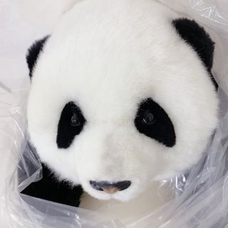 パンダファクトリー ウール100% 和花 パンダ 3ヶ月 リアルぬいぐるみ