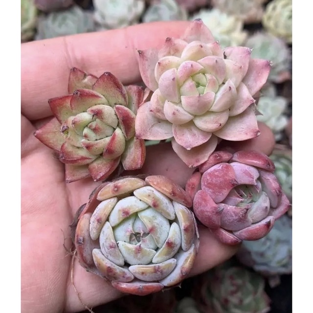 韓国苗 多肉植物美苗 交配種 105苗2点セット 計:210苗/実生 【正規品質