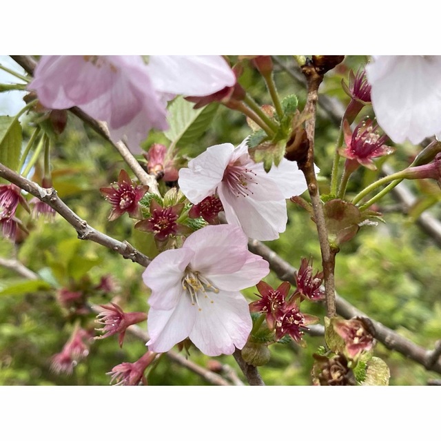 御殿場桜 挿し穂 7本 ■送料無料 桜 さくら 御殿場ザクラ  ゆうパケット ハンドメイドのフラワー/ガーデン(プランター)の商品写真