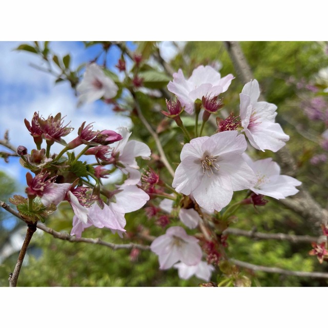 御殿場桜 挿し穂 7本 ■送料無料 桜 さくら 御殿場ザクラ  ゆうパケット ハンドメイドのフラワー/ガーデン(プランター)の商品写真