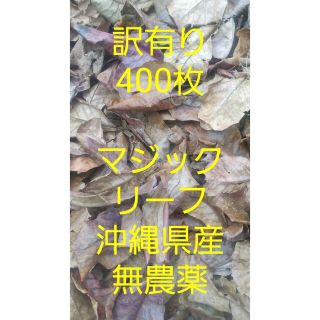 400枚 沖縄県産マジックリーフ 無農薬 訳有り 数量限定 ブラックウォーター(アクアリウム)