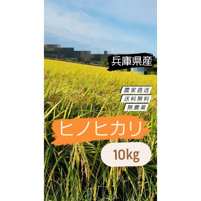 10kg　玄米　無農薬　新米】ひのひかり　新米　ヒノヒカリ　令和4年　米/穀物