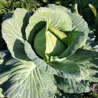 まろんさん　専用　自然農　固定種　野菜セット　100サイズ(野菜)