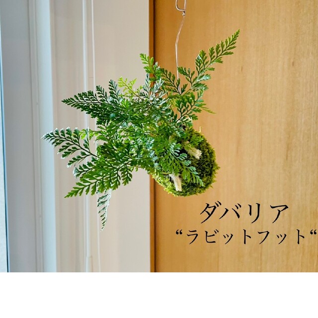 《専用》ダバリアラビットフットの苔玉2点　観葉植物 ハンドメイドのフラワー/ガーデン(その他)の商品写真