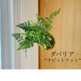 《専用》ダバリアラビットフットの苔玉2点　観葉植物(その他)