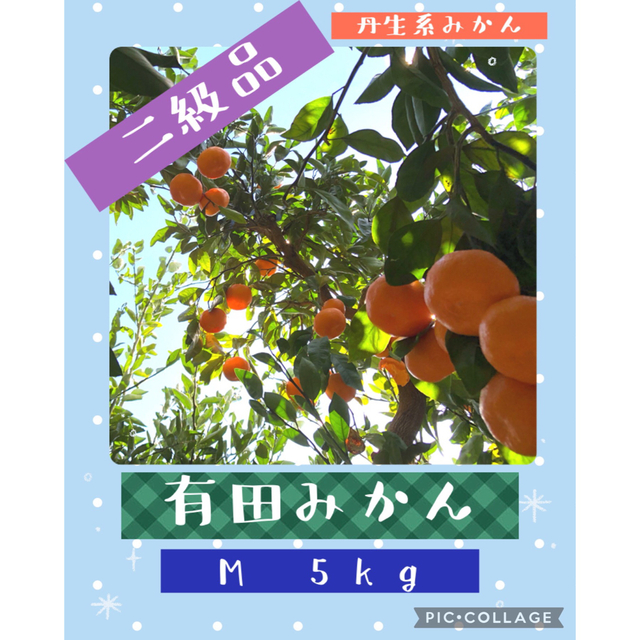 5kg M 和歌山みかん 有田みかん　丹生系みかん 二級品 B級品　5キロ 食品/飲料/酒の食品(フルーツ)の商品写真