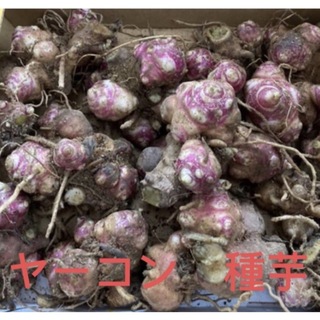 無農薬　自家栽培　ヤーコン種芋　コンパクトいっぱい　20-30株余裕にできる(野菜)