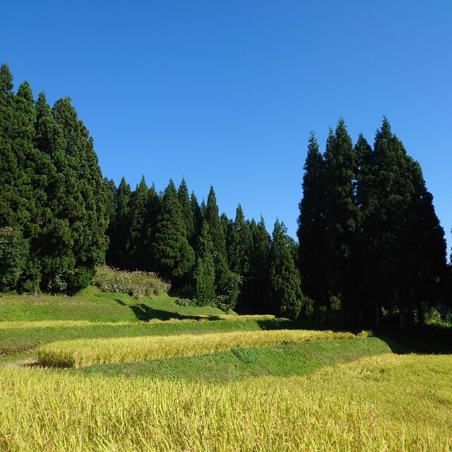 ティコ様専用ホタル舞う棚田の令和4年南魚沼産コシヒカリ中粒米精米10kg 食品/飲料/酒の食品(米/穀物)の商品写真