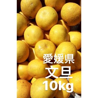 愛媛県産　文旦　柑橘　10kg(フルーツ)