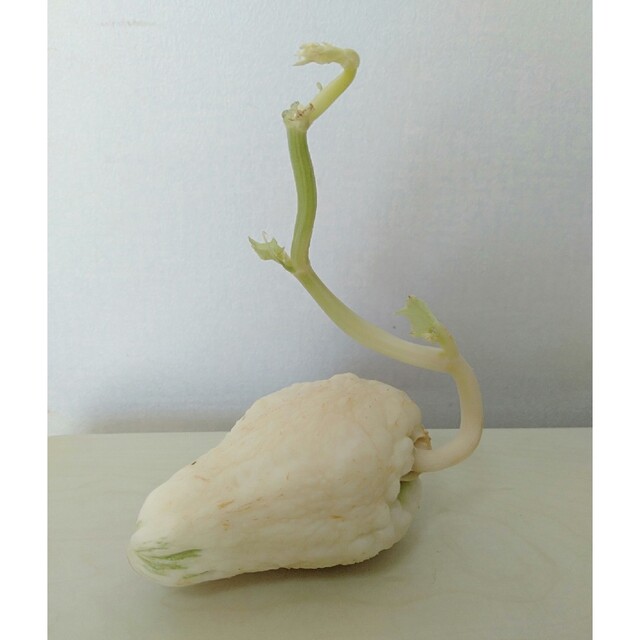 ハヤトウリ 種子 食品/飲料/酒の食品(野菜)の商品写真